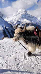 雪山之巅的牦牛，静立于苍茫雪原之上