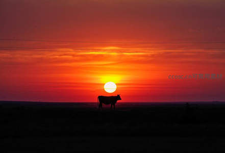 夕阳熔金，剪影牛群伫立旷野尽头