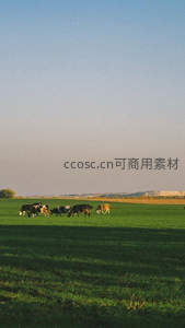 绿野牧歌：牛群悠然漫步于无垠草甸