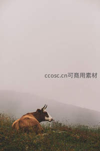 雾中卧牛，远山如黛静享山野时光