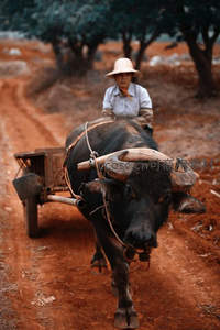 农夫驾水牛车行于红土乡间小道