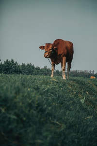 棕牛静立青翠草地远眺天际