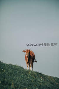 小牛伫立绿坡之上凝望远方