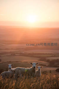 夕阳下山坡上的羊群剪影，金色田野
