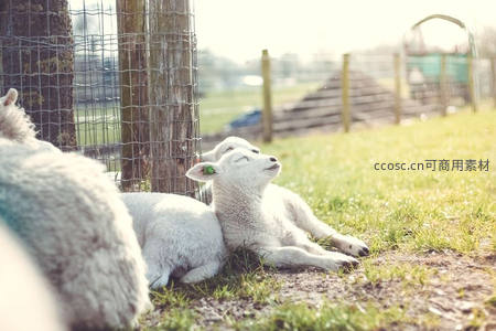 两只小羊在围栏边晒太阳，惬意安详