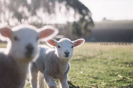 两只萌态小羊羔在阳光下嬉戏