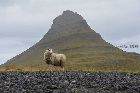 孤羊伫立火山岩前，壮丽山景为幕