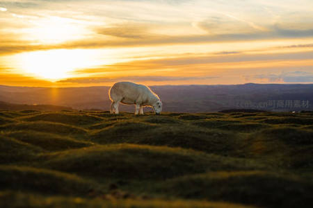夕阳下孤羊静立山丘享受宁静