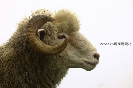 卷角公羊侧颜特写，羊毛蓬松眼神沉静