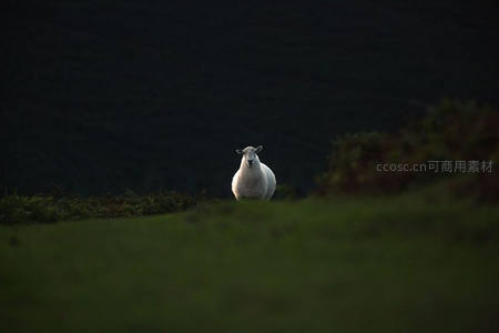 暮色山丘上孤羊伫立，剪影般宁静悠远