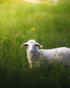 绿野中的温顺白羊，沐浴阳光静享自然