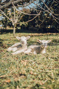 树荫下两只小羊依偎休憩，憨态可掬