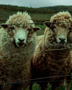 铁丝网后双羊凝视，羊毛蓬松眼神深邃