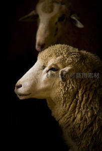 暗影中羊首侧颜，光影勾勒温顺轮廓