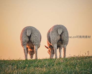 夕阳下双羊背影，剪影般静谧美好