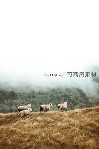 雾中山坡上四只羊静立远眺