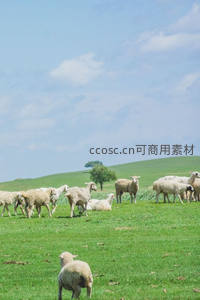 蓝天白云下草原羊群自由奔跑