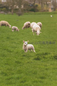 绿茵场上小羊羔昂首眺望远方