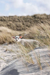 沙丘草丛中的小羊羔探头张望