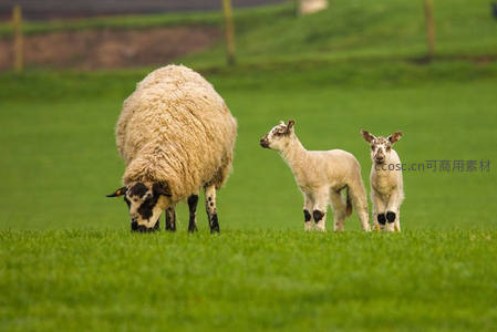 绿野上母羊与双羔温馨相伴