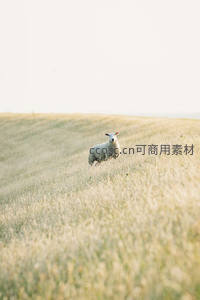 金色麦浪中孤独伫立的白羊