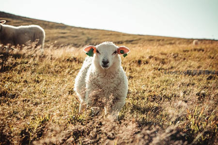 阳光下好奇小羊羔直视镜头