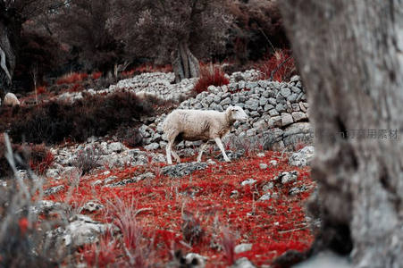孤羊漫步于红叶石径间