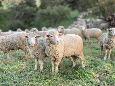 羊毛蓬松的羊群在牧场亲密相依