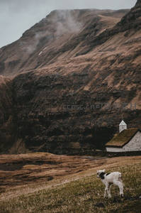 孤羔独立荒原，远山古寺静谧如画