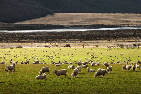河谷草原上成群的绵羊