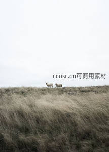 草原尽头两只羊眺望远方