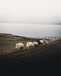 雾中羊群漫步湖畔小径