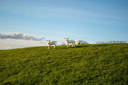 三只小羊嬉戏青翠山坡