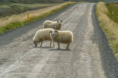 三只绵羊占据乡间土路