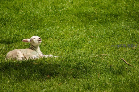 绿茵草地上的小羊惬意休憩
