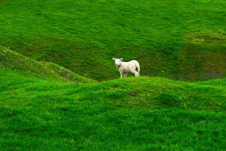 孤羊伫立翠绿山坡远眺风景