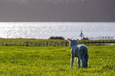 草原上的小羊背影望向远方海景