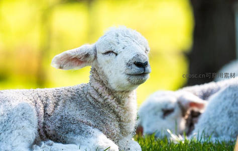闭眼休憩的小羊享受午后阳光