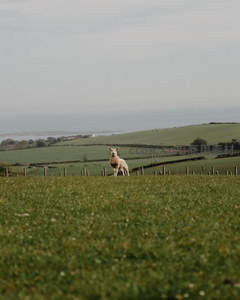 孤羊伫立翠绿田野，远眺朦胧海景如画