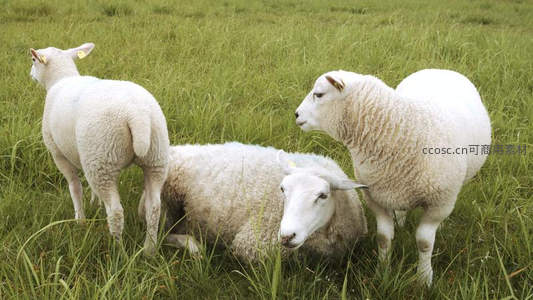 绿野三羊悠然自得，羊毛蓬松姿态各异