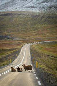 冰岛公路羊群漫步，雪山草原如童话世界