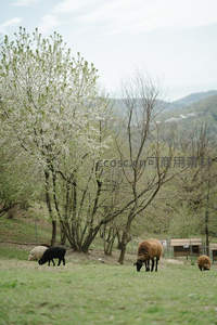 春日牧场羊群悠然吃草，花树相伴山野如画