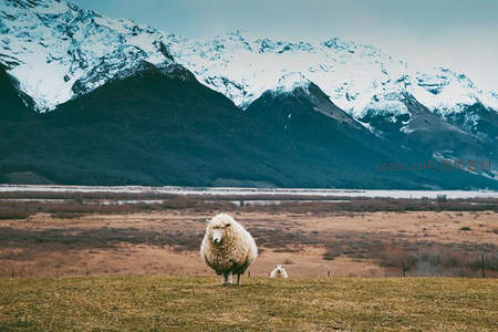 雪山脚下孤羊伫立，辽阔草原尽显苍茫