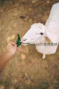 手喂白羊吃绿叶温馨互动瞬间