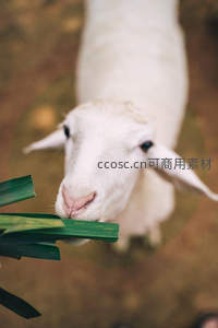 白羊低头啃食绿叶特写萌态