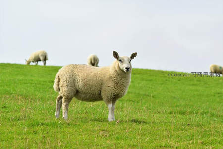 绿野之上，羊群悠然，主角凝望