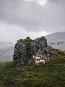 山岩间羊群栖息，云雾缭绕如画