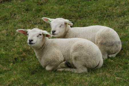 两只小羊依偎草地享受午休时光