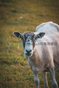 戴耳标的绵羊好奇望向镜头