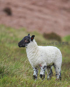 黑白花小羊在绿野中漫步